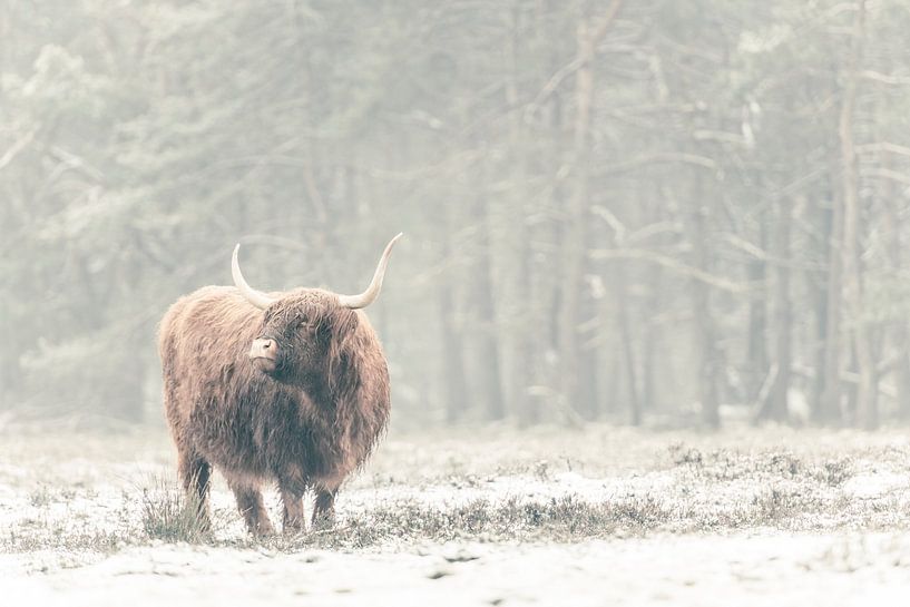 Portrait of a Scottish Highland cattle in the snow by Sjoerd van der Wal Photography