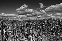 Cornfield