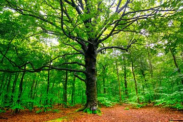 Uralte Eiche im Wald von Heiloo in Nordholland von Tanja Voigt