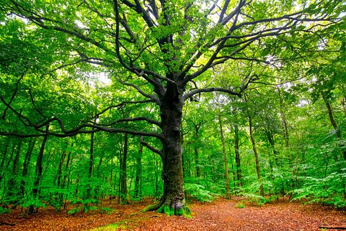 Un très vieux chêne dans la forêt de Heiloo en Hollande du Nord