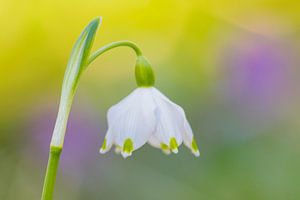 Frühlingsuhr, Leucojum vernum vernum