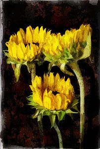 Zonnebloemen