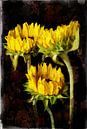 Zonnebloemen van Peter Baak thumbnail