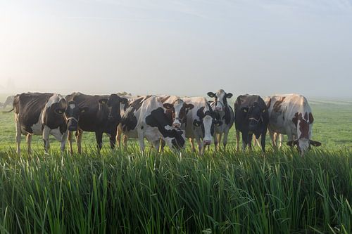 Neugierige Kühe im Schilf