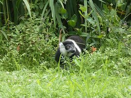 a hiding ring-tailed lemur by Jamie natuurfotografie