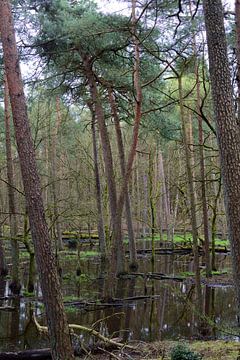 Water in een Veluws bos van Gerard de Zwaan