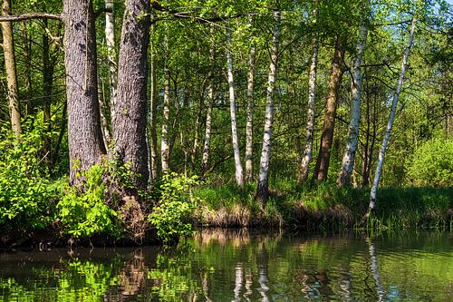 Landschaft im Spreewald bei Lübbenau