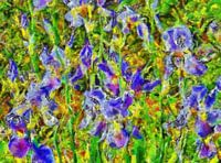Indrukwekkende Iris