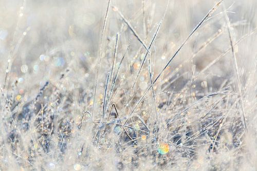 Bevroren Takjes Zonsopkomst | Artistieke Natuur