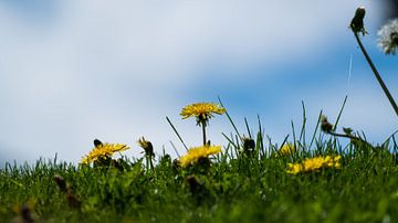 Boterbloemen, paardenbloemen aan de horizon van chamois huntress