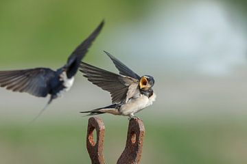 The barn swallow (Hirundo rustica)