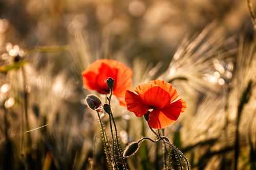 Flower Dreams