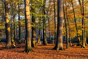 Autumn Light