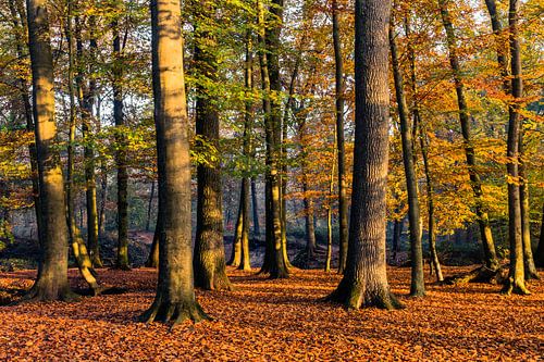 Autumn Light