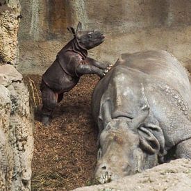 Rhinocéros noir : Zoo de Blijdorp sur Loek Lobel