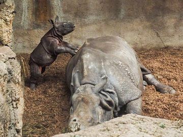 Rhinocéros noir : Zoo de Blijdorp sur Loek Lobel