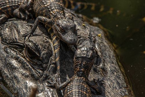Aligator avec des chatons