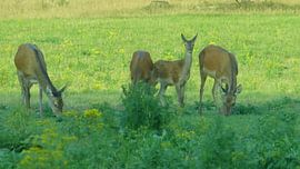 Herten, Zwijnen sur Gijs van Veldhuizen