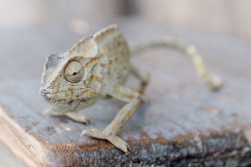 Close-up van een kameleon