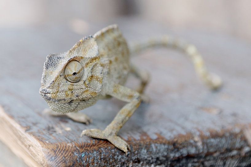 Cameleon by Melissa Peltenburg