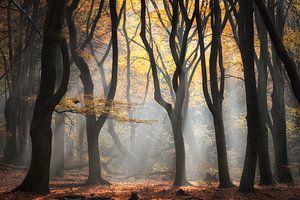 Automne