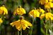 Bloeiende gele coneflower, bloemen, Duitsland van Torsten Krüger