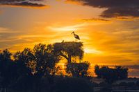 Sunset Cigüeña