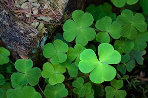 Trèfle à feuilles sur Halma Fotografie