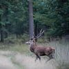 Rotwild auf der Veluwe von Tom Zwerver