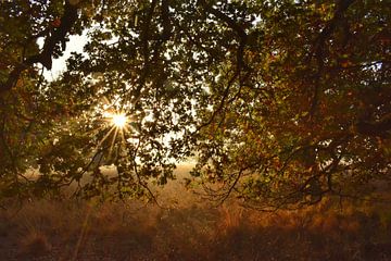 Zonnige en kleurrijke herfst van Stefan Wiebing Photography