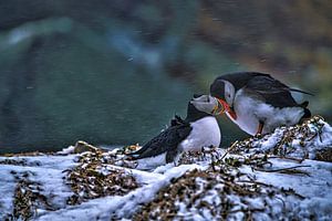 Papageientaucher im rauhen Arktischen Wetter