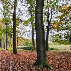 Pietersheim Lanaken by Goldeneyes