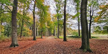 Pietersheim Lanaken van Goldeneyes