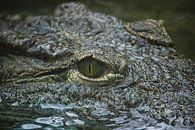 Crocodile eye by Rob Legius thumbnail