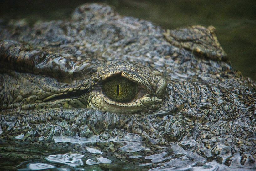 Crocodile eye by Rob Legius