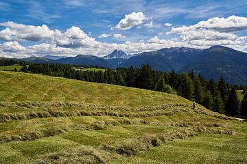 Zuid-Tirol - Hooioogst met het oog op de Peitlerkofel