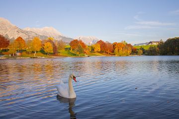 Witte zwaan zwemt in Ritzensee in Saalfelden van Marco Leeggangers