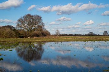 Un arbre se reflète dans l'eau tandis que les nuages passent dans le ciel bleu