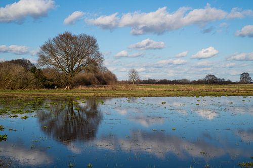 Een boom wordt weerspiegeld in het water terwijl wolken voorbij trekken in de blauwe lucht