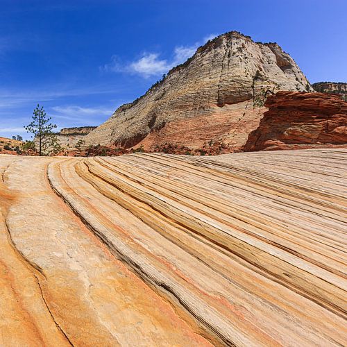 Checkerboard Mesa, parc national de Zion, Utah sur Henk Meijer Photography