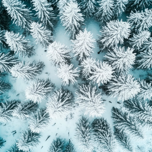 Snowy fir forests