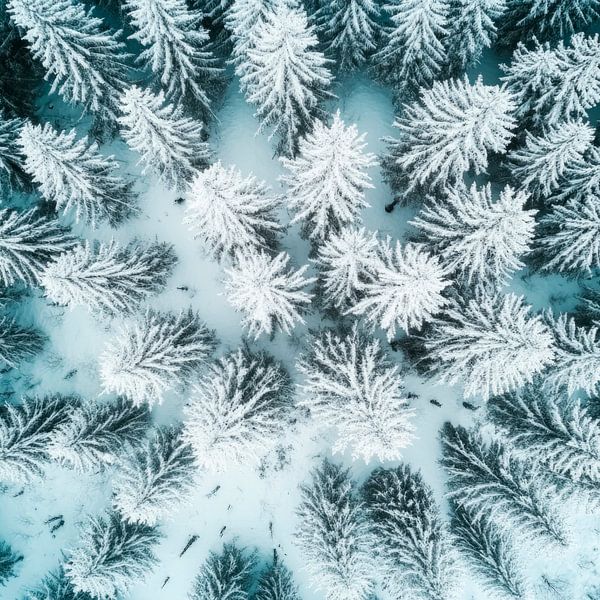 Schneeige Tannenwälder von Poster Art Shop