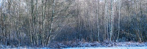 Panoramafoto van een heidelandschap in de winter