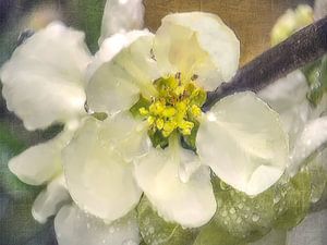 Weiße Quittenblüte
