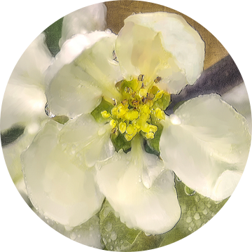 Witte kweepeerbloesem