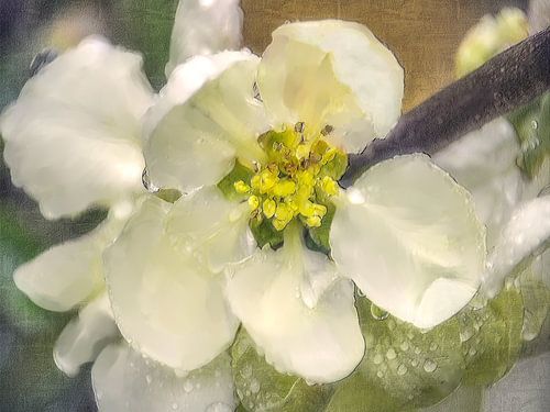 Witte kweepeerbloesem