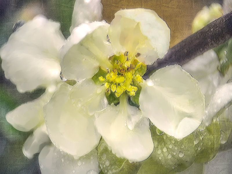 Weiße Quittenblüte von Christine Nöhmeier
