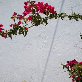 Santorini, Griechenland, Bougainvillea, Rosa Blumen. von Maud van Bussel