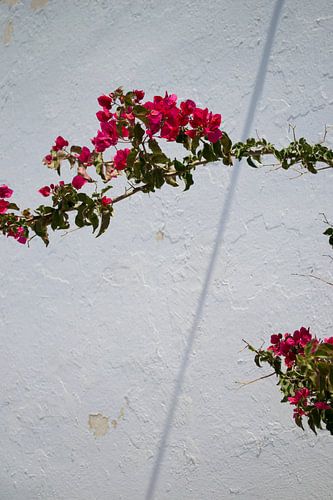 Santorini, Griechenland, Bougainvillea, Rosa Blumen.