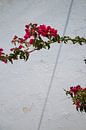 Santorini, Griechenland, Bougainvillea, Rosa Blumen. von Maud van Bussel Miniaturansicht